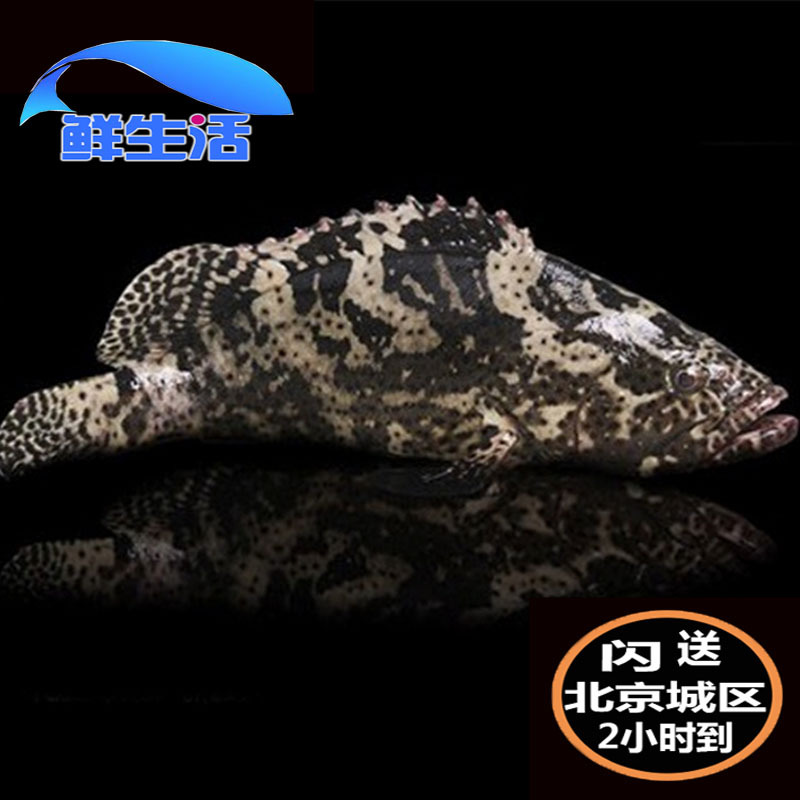 1 5-1 6 catties 1 piece Beijing flash delivery fresh gentian grouper raw seafood tiger spot can be packed