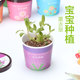 mic loa kéo Phòng ngủ văn phòng sáng tạo Máy tính để bàn Mini Dễ thương Cây trồng trong chậu Hoa nhỏ Cuộc sống cần thiết hàng ngày Cửa hàng bách hóa - Micrô mic at100