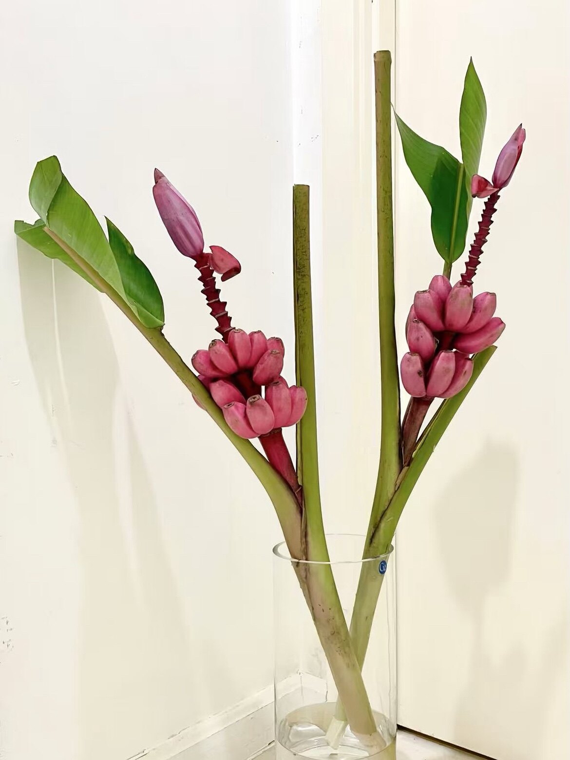 唐人缘云南鲜花基地直发的LOGO