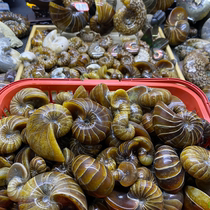 Snail Sea Fossil Nautilus Lanep Horn Spirochpin Live Payment Link (selfie privé avec petits coquillages)