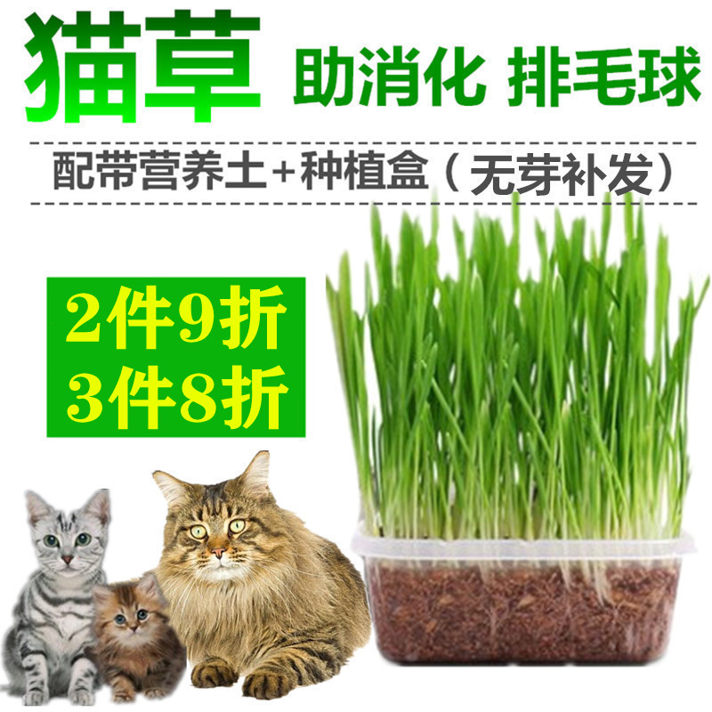 Cat grass germline seed cultivation suit to hair ball water bacon potted plant nutrition dog grass supplies cat mint kitty snacks