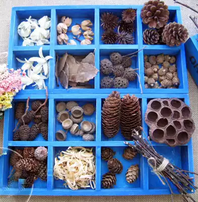 Dried fruit dried flower pine fruit Magnolia orchid paste art painting decoration shooting props ornaments 10 pieces