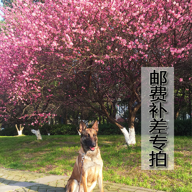 Postage supplement for special shooting