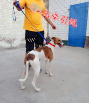 xi gou dedicated traction collar one rope nylon a tensioning hui bittel ge hui collar Gree hound dog rope