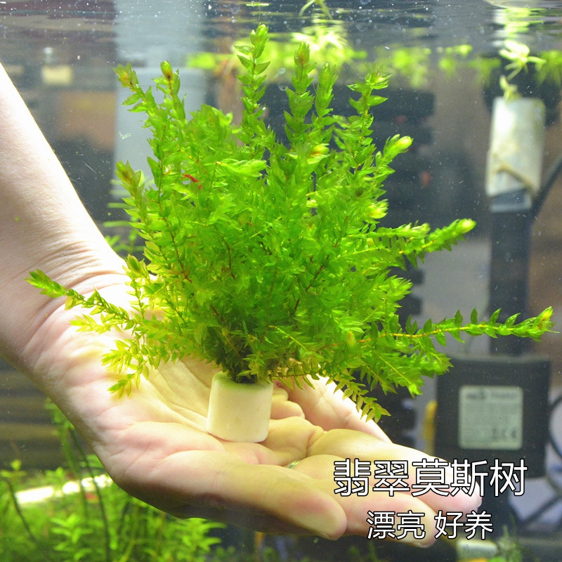 火焰大三角莫絲莫斯綠植鬆茸水族箱魚缸造景鳳尾苔沉木活體真水草