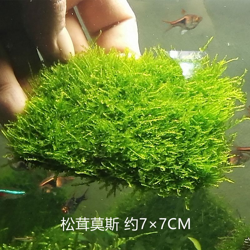 火焰大三角莫絲莫斯綠植鬆茸水族箱魚缸造景鳳尾苔沉木活體真水草