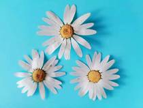 Embossed Flower Material Oshina Flower Material Margaret Artemisia annua pressed flowers 幹花押し