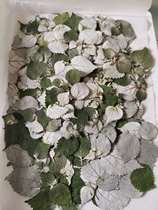 Embossed flower material Oshina flower material Ramie leaf amaranth pressed flowers 幹花押し花 Dried flowers