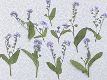 Smart Valley Handicraft Classroom with Leaf Branch Special Grade Dried Flowers Dont Forget Me Dont Forget Grass 幹花押し花