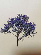 Smart Valley Handicraft Classroom Fine Flower Material: Sunset Mist Dried Flowers Embossed Flowers