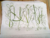 Embossed flower material Oshina flower material Pea seedlings Dried flowers pressed flowers 幹花し花