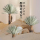 Telihui simulated Mexican agave