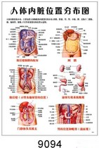 Human Muscle Anatomy Map Large Wall Chart Organ Human Viscera Structure Cave Map Human Bone Map Large Wall Chart