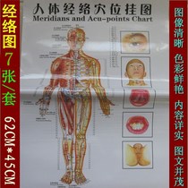 7 Complete set of clear body diagram visceral organs Chinese medicine Meridian teaching nursing acupoint wall chart