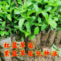 Purple grass Miao red bluegrass with roots with earth Miao bag Planting Live Potted Flowers Guangxi Five Thrones glutinous rice Purple Bluegrass