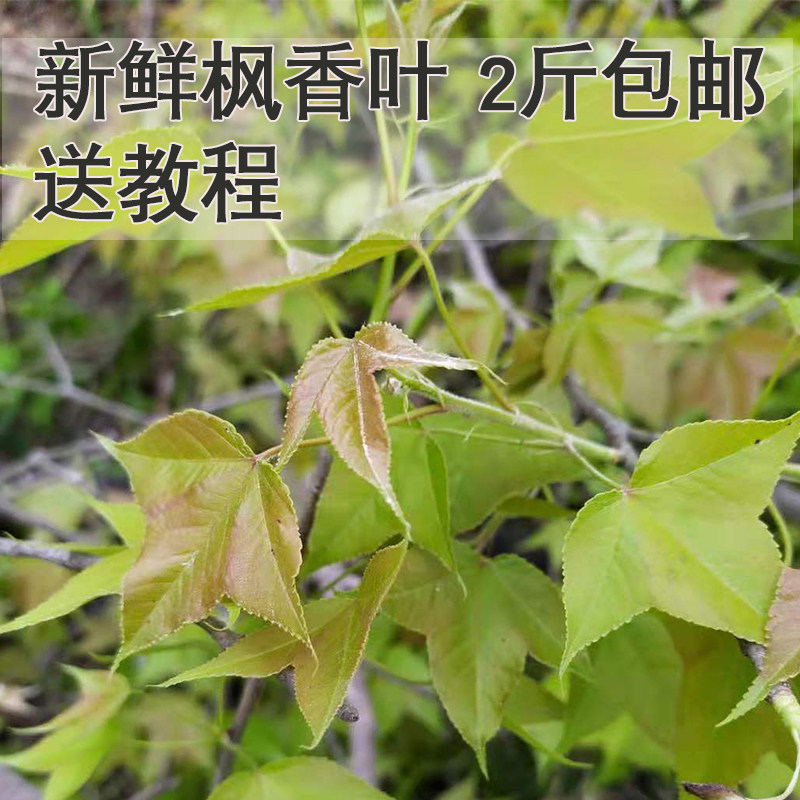 Fresh maple fragrant leaves 2 catties Guangxi five color glutinous rice flower natural plant dye urice dye maple leaf