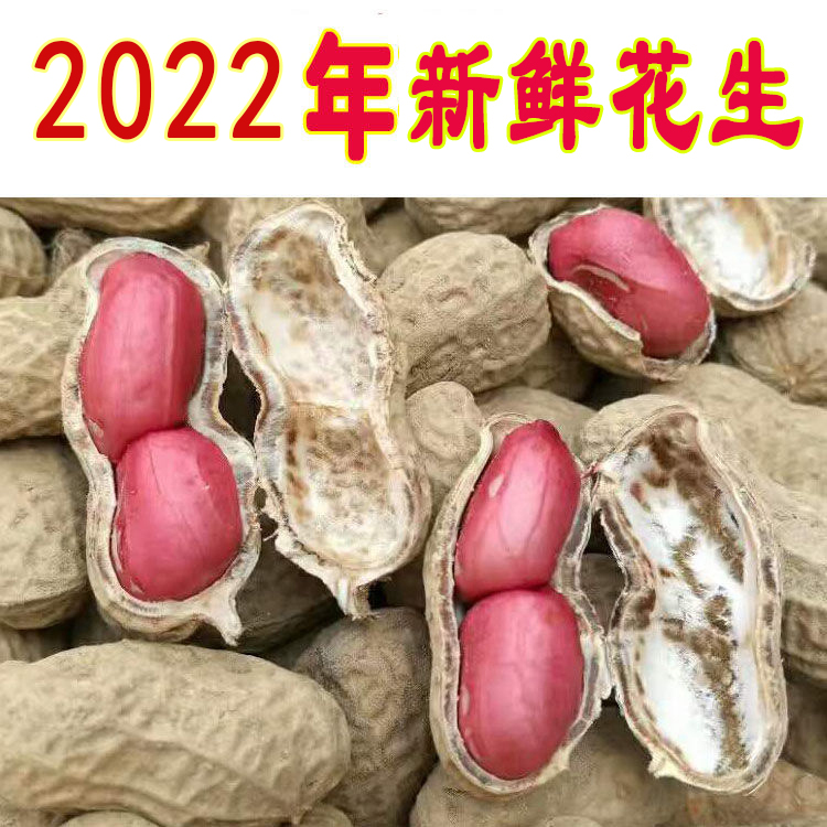 2022 Fresh red skin peanuts rice sundry with shell Guangxi special production farmhouse Self-planted red coat raw peanut rice 5 catties
