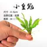 []鹿角铁细叶铁皇冠mini袖珍迷你尖叶针叶皇冠红蛋青旦九冠