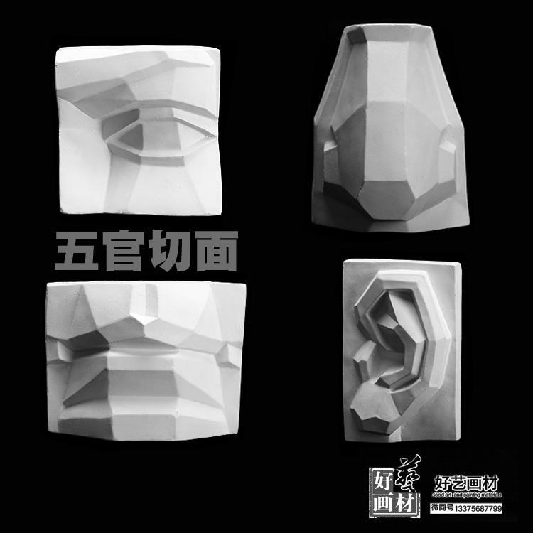Five - official fine art supplies gypsum teaching tools Five - official plaster images of plaster - facing educational supplies