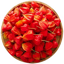 Northeast Changbai Mountain Red Girl fruit lantern fruit bitter new goods 500g