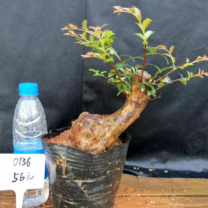 紫薇樹樁盆景熟樁百日紅癢癢樹花卉盆景庭院綠植家庭盆栽風景樹