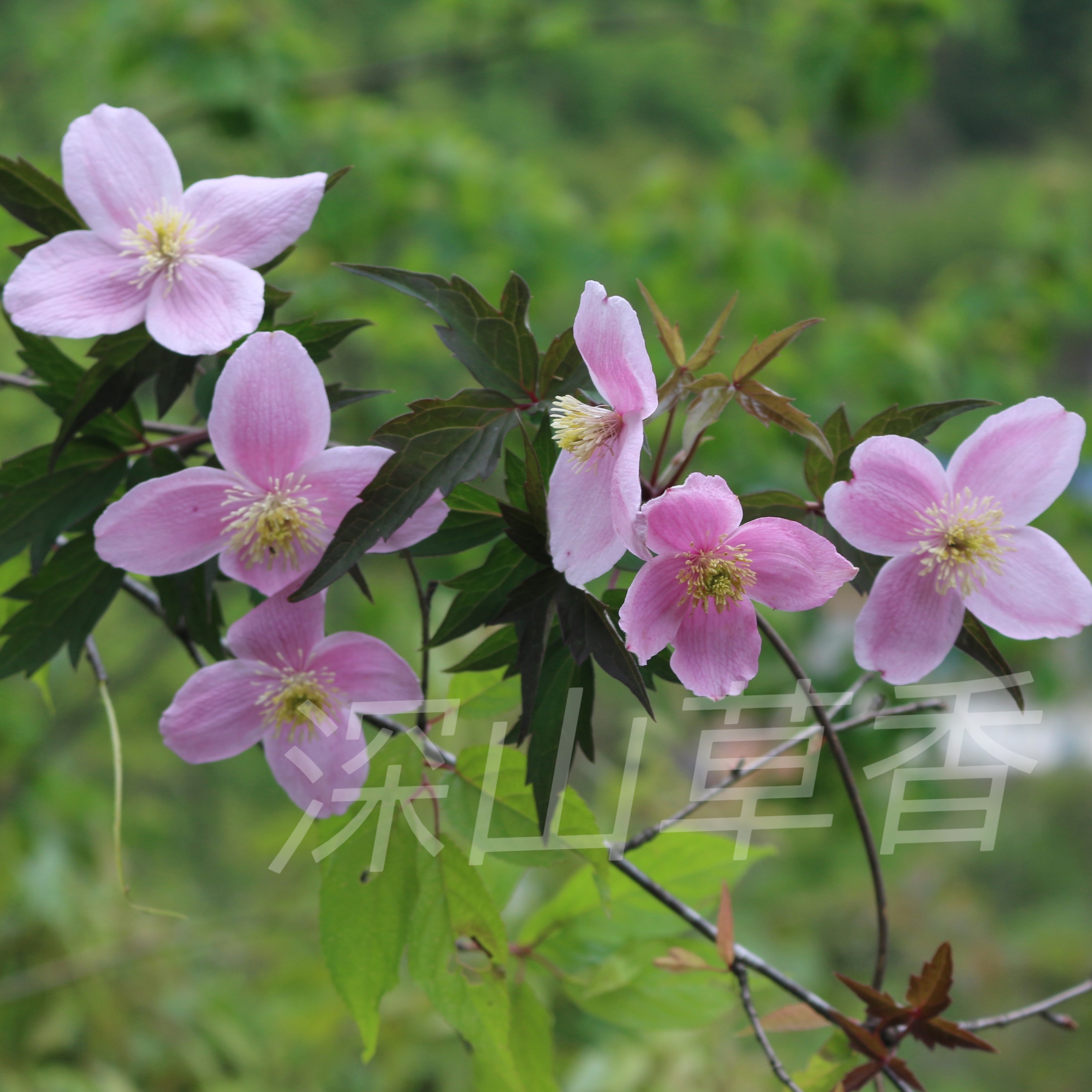 花卉4 四4棵包邮新品重瓣绣球花苗白莱昂克鲁瓦雅姬恋心彩梦镜花水月