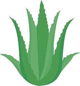 云南元江芦荟全系