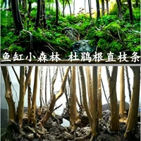 Трака Танка Леса Ландшафтный ландшафт рододендрон, тонущий деревянный скелет с пенькой дерева
