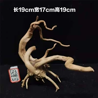 Shenmu Mini Rhododendron корень микроандшафтный дизайн.
