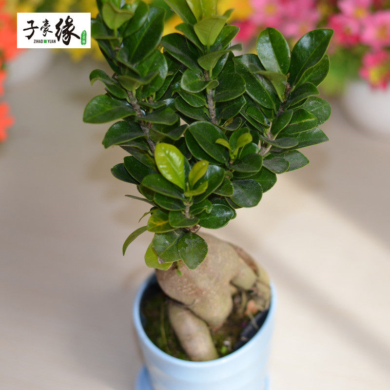 �Ӻ�Ե��������������