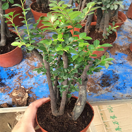 �Ӻ�ԵС�辰82074