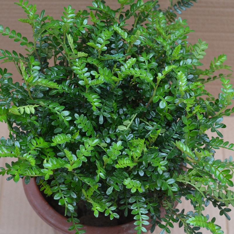 �Ӻ�ԵС��������ľ