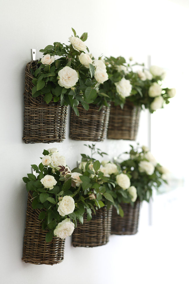 月季红蜘蛛和白粉，这样杀真的太好笑了！