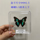 Butterfly specimen real butterfly specimen insect specimen butterfly shooting props DIV student teaching transparent box