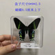 Butterfly specimen real butterfly specimen insect specimen butterfly shooting props DIV student teaching transparent box