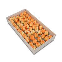 3 слоя тюльпана [апельсиновый градиент] 50 цветов