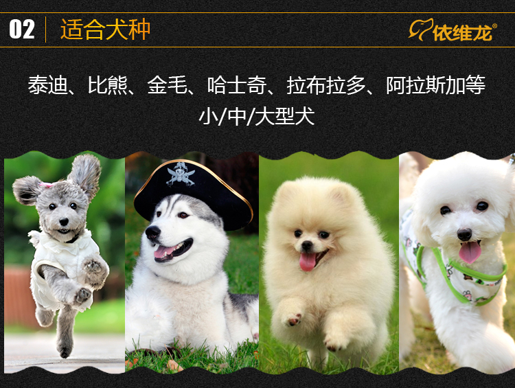 Thức ăn cho chó mục đích chung Chó nhỏ Teddy trong chó trưởng thành chó ăn thức ăn chính 3 kg Ivey Dài 30 ngày Mỹ lông 1,5kg thức ăn cho chó mẹ sau sinh