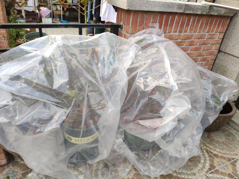 Waterproof warm cover plant insulation bag anti-freeze and rain-proof plastic cover bag bag wind and sand winter vegetable bonsai potted