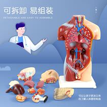 Shoulder joint torso human body visceral model toy belly bracelet half body model internal body