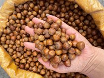 Northeast specialty Tieling hazelnuts 2023 fresh wild thin-skinned nuts bulk fried small hazelnuts 500g nuts