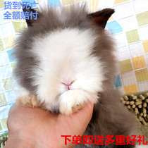 Pet Rabbit living Dodgers Pineal Sisch Cover Face Cat Cat Dutch Short Fur Coeared Mini Dwarf Dwarf Rabbit