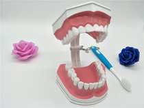 Teeth model of early childhood brushing tooth model twice as demolished model of toddler oral teaching model