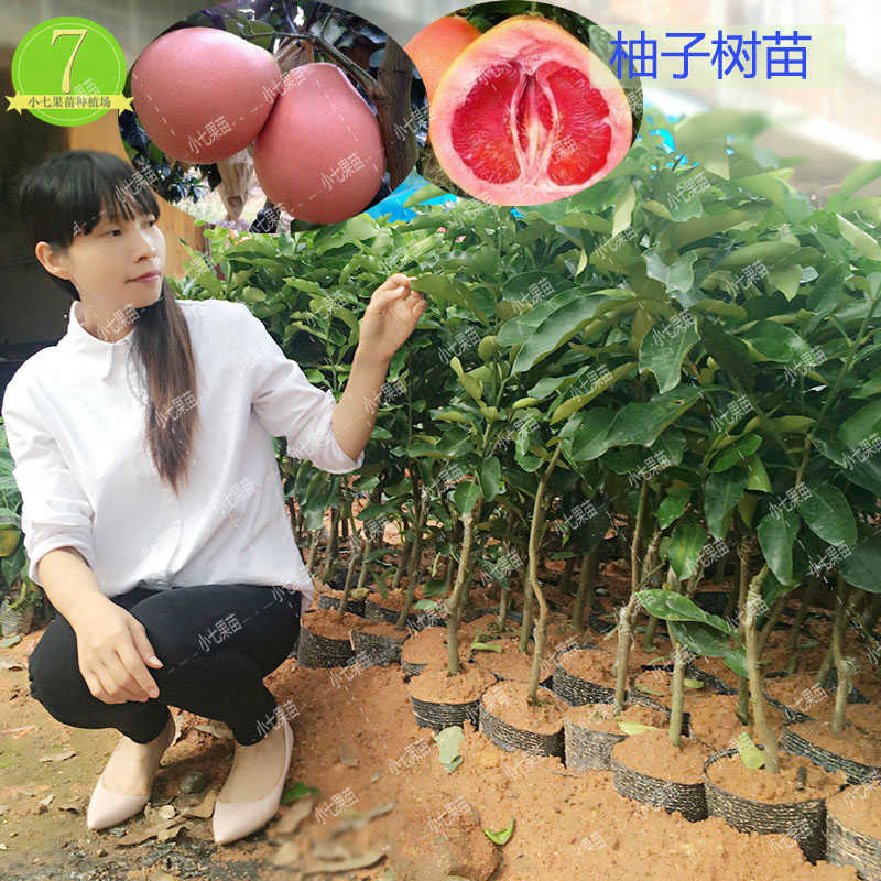 正宗嫁接柚子树苗三红蜜柚果树苗红心柚子苗盆栽地栽柚子树苗包邮 正宗嫁接柚子树苗三红蜜柚果树苗红心柚子苗盆栽地栽柚子树苗包邮