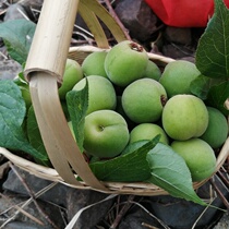 Shunfeng air transport Yunnan Dali Yuans high mountain wild little green plum sour plum bubble wine to make an enzyme 5 catty of great fruit