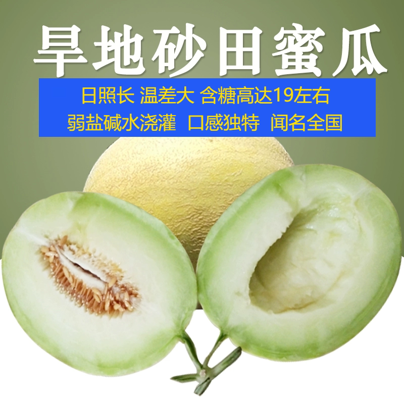 沙漠中的甜蜜宝藏——甘肃兰州白兰瓜，一口咬下，满口香甜！🌞🍉-哈密瓜-淘宝百科网
