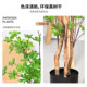 Nordic Artificial Green Plant with Real Wood Pole, Hanging Bell Tree, Indoor Store Window Decoration, High-End Large Floor-Standing Bonsai