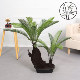 Artificial Cycad Potted Plant for Indoor Living Room, Office Desktop Decoration, Landscaping, Bionic Bonsai, Fake Tree Ornament, Cycad