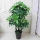 Amoy mô phỏng mô phỏng cây may mắn trong chậu cây phòng khách trang trí tiền cây nhựa hoa nội thất bonsai - Hoa nhân tạo / Cây / Trái cây hoa giả