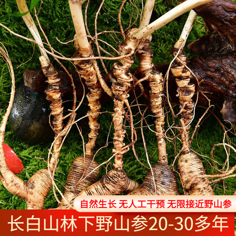 Fresh ginseng Changbai Mountain boutique Lin Lower part 20 Years old Mountain ginseng Bubble wine Changbai Mountain Mountain Ginseng 30 years First Class