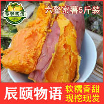 Chen Summers Six Honeypotato Ground Melon Red Heart Sweet Glutinous Sugar Heart Sweet Potato Fresh Vegetables 5 Catties Of Sandy Red Honey Fries